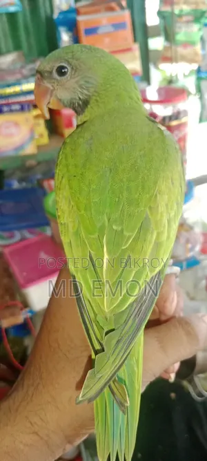 Indian Ringneck