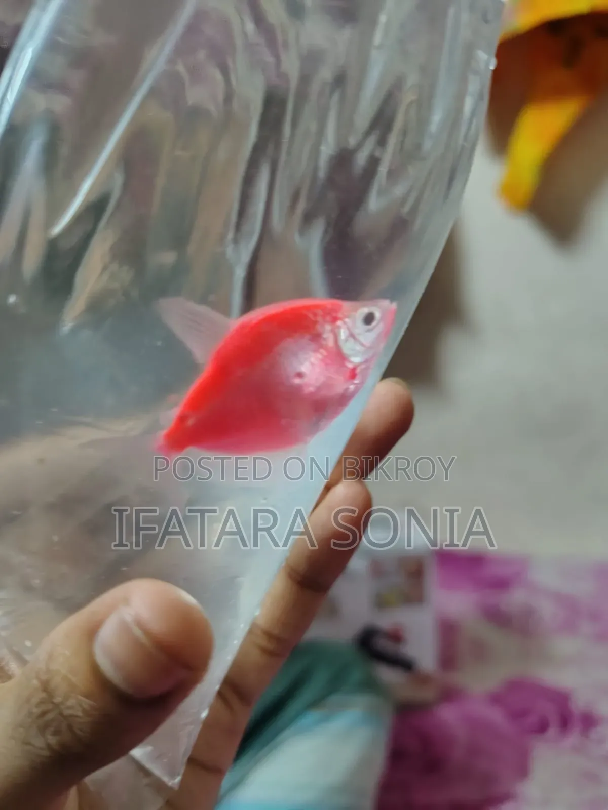 Colourful Tetra