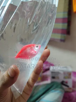 Colourful Tetra