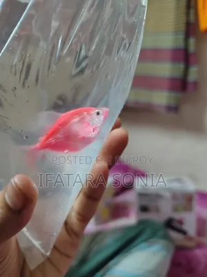 Colourful Tetra