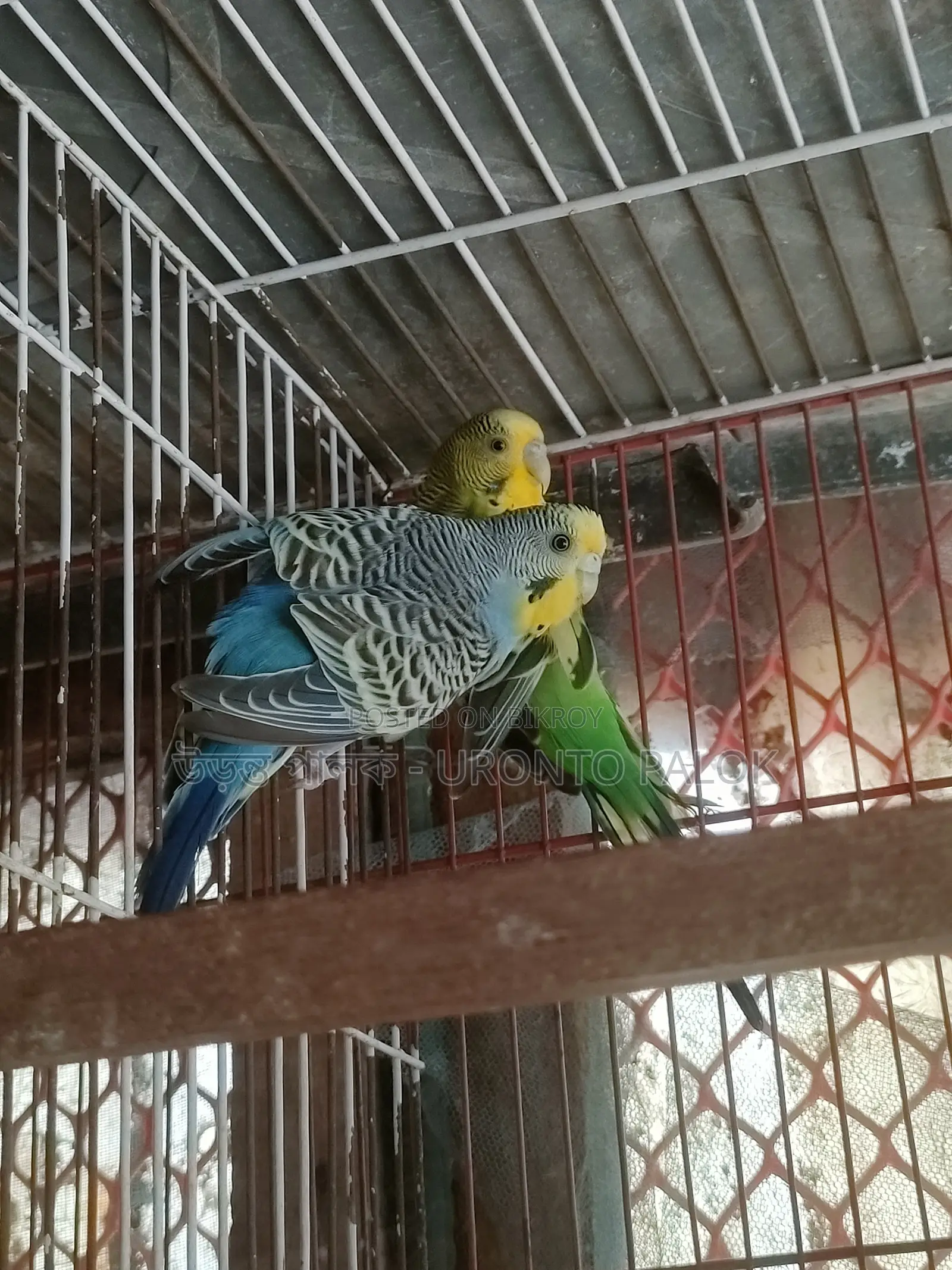 Lutino and Spangle Budgerigar Running Pair for Sale!