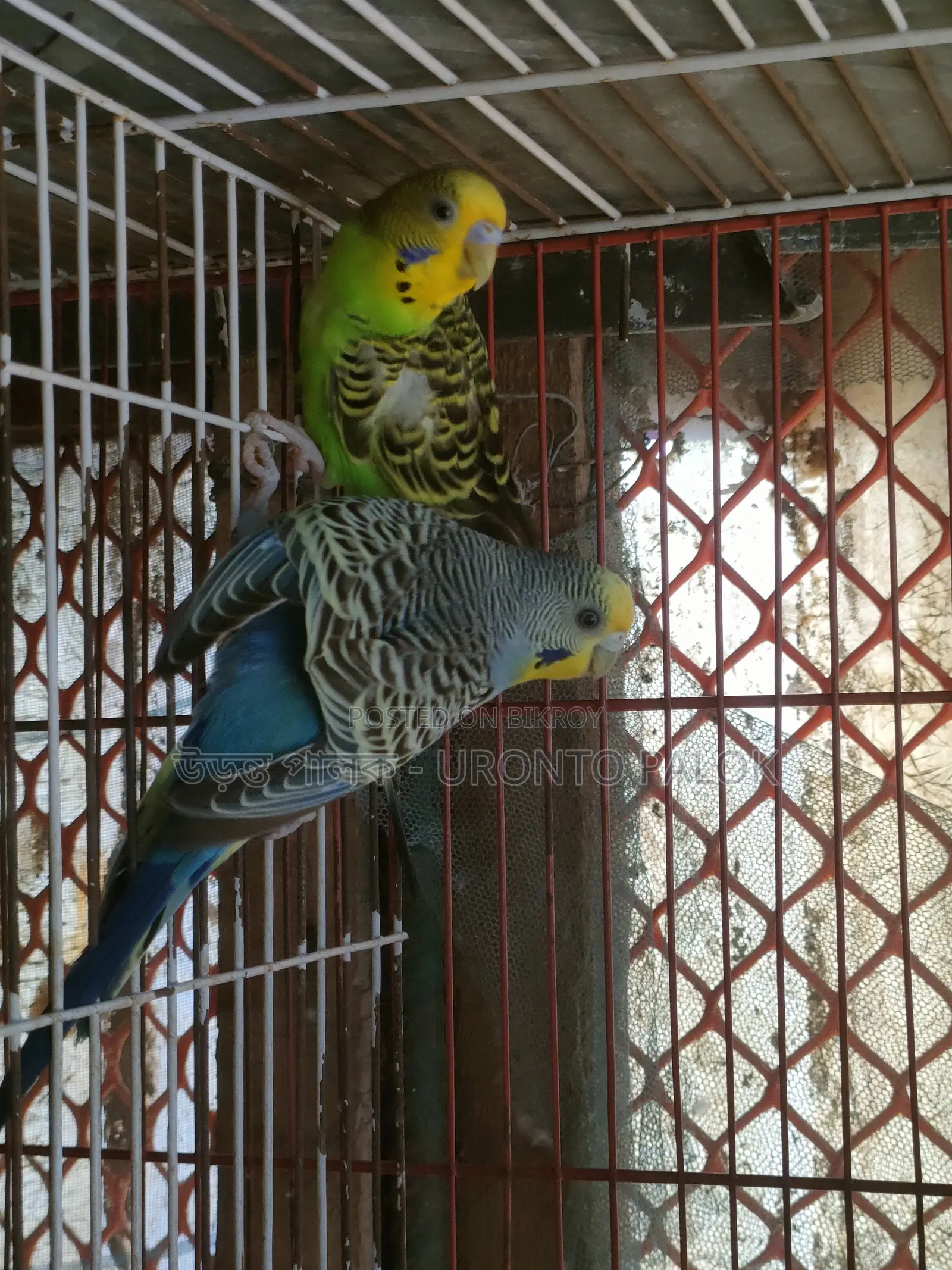 Lutino and Spangle Budgerigar Running Pair for Sale!