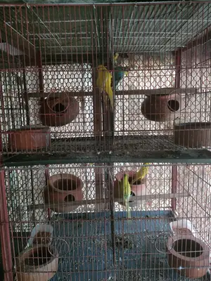 Lutino and Spangle Budgerigar Running Pair for Sale!
