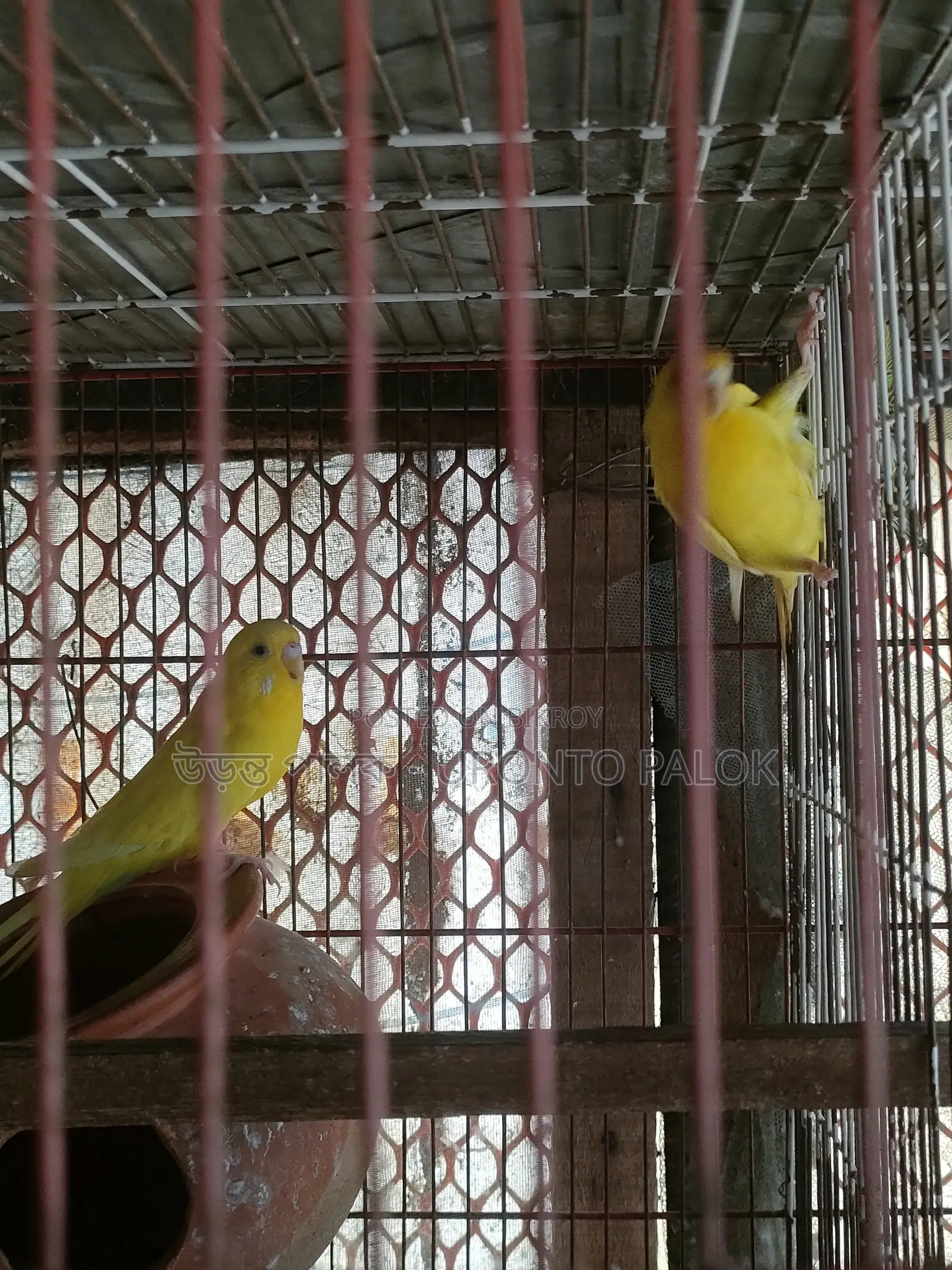 Lutino and Spangle Budgerigar Running Pair for Sale!