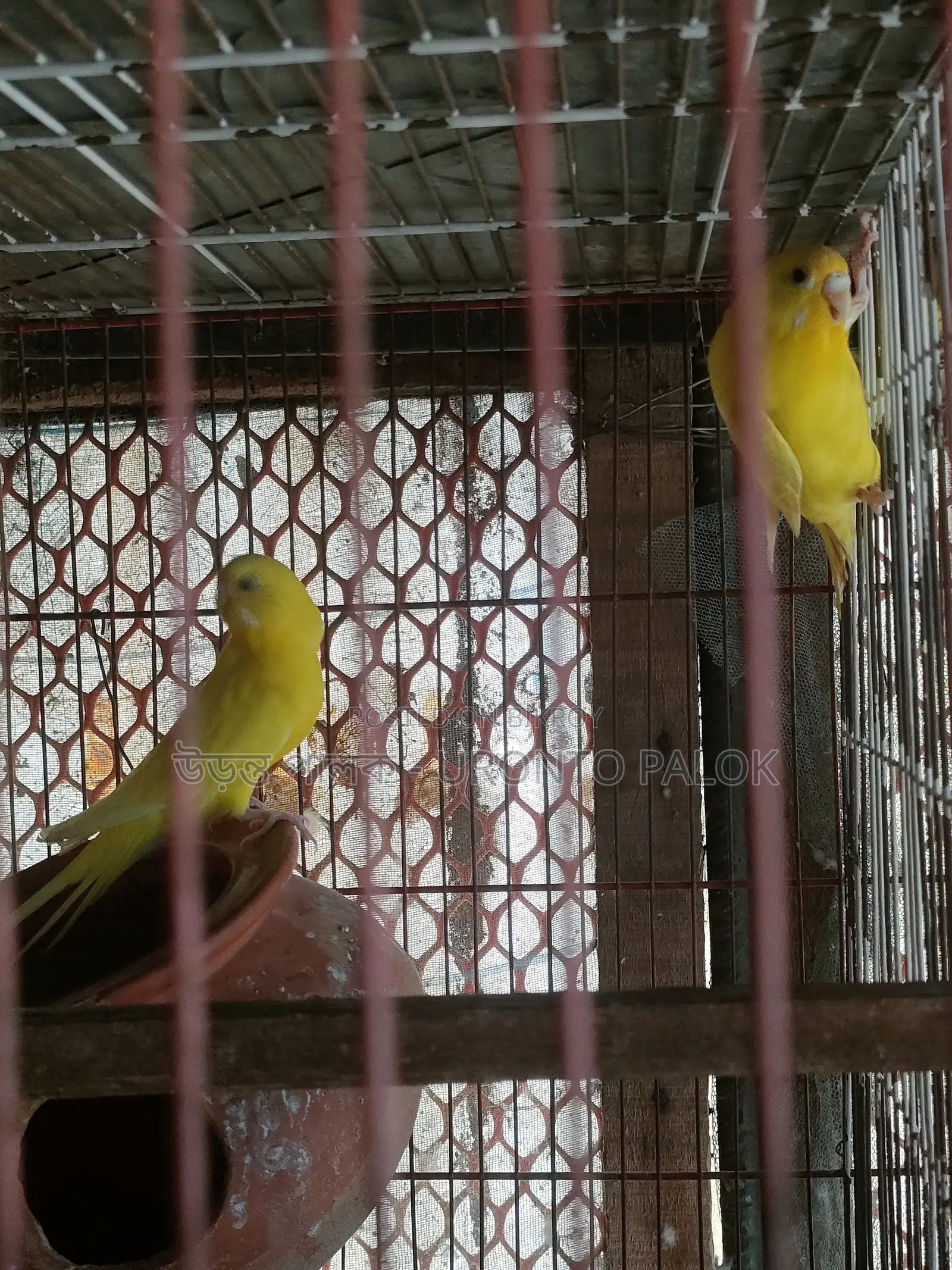 Lutino and Spangle Budgerigar Running Pair for Sale!