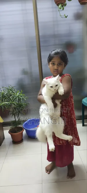 3-6 Months Female Purebred Persian