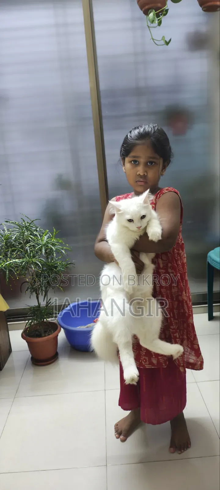 3-6 Months Female Purebred Persian
