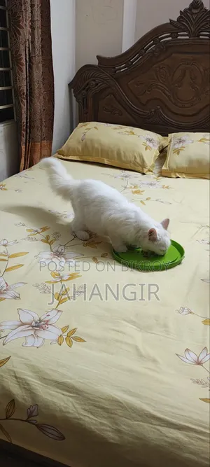 3-6 Months Female Purebred Persian