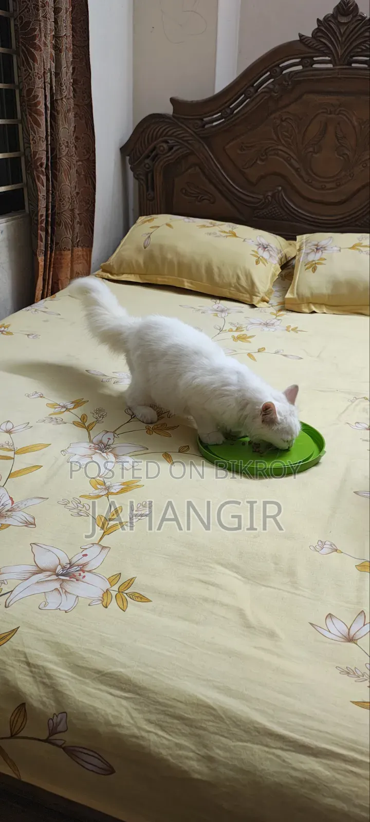 3-6 Months Female Purebred Persian