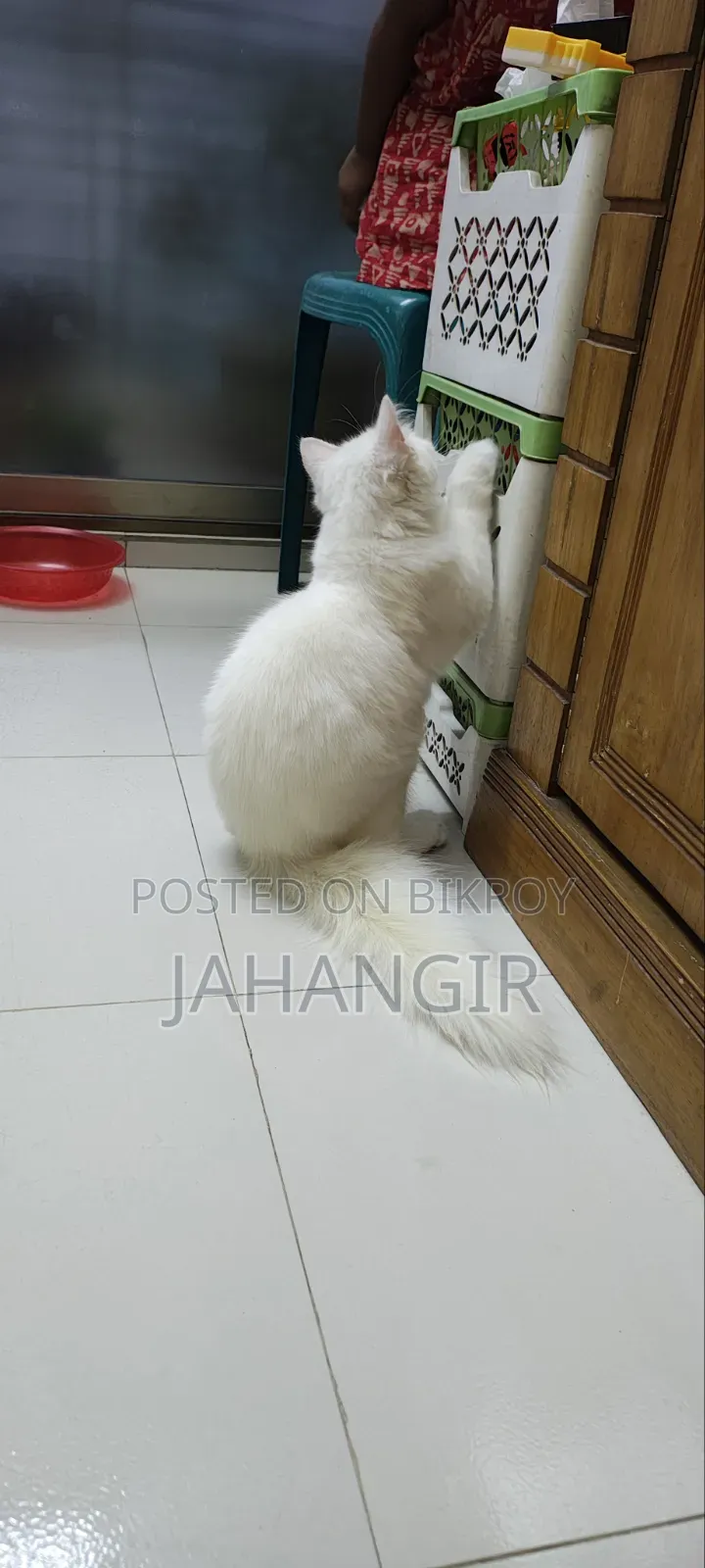3-6 Months Female Purebred Persian