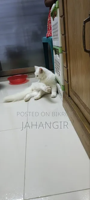 3-6 Months Female Purebred Persian