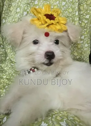 1-3 Months Male Purebred Lhasa Apso