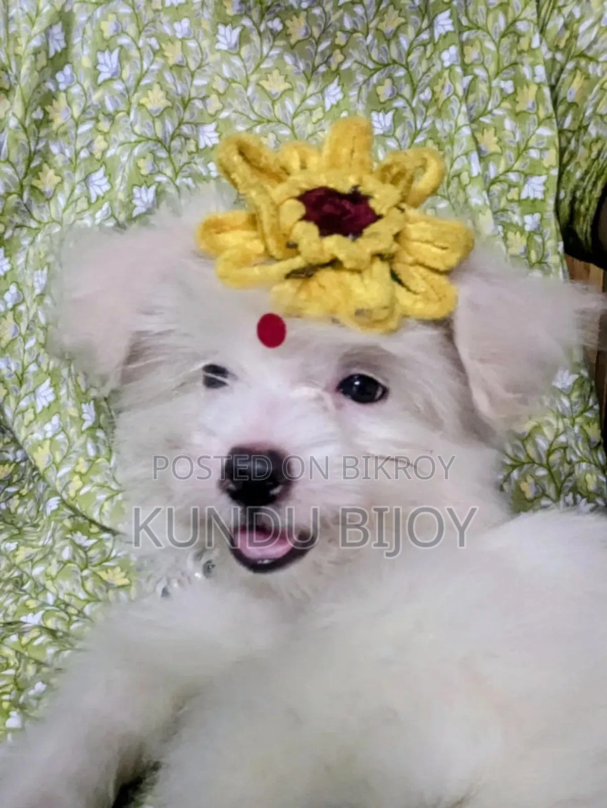 1-3 Months Male Purebred Lhasa Apso