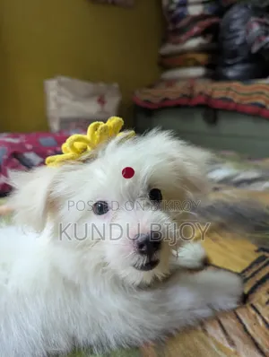 1-3 Months Male Purebred Lhasa Apso