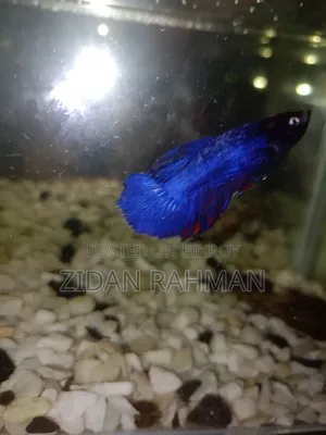 The fish is female