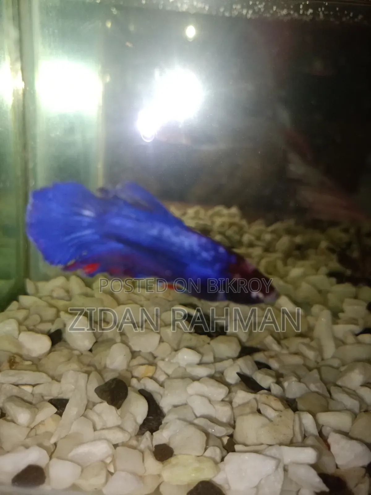 The fish is female