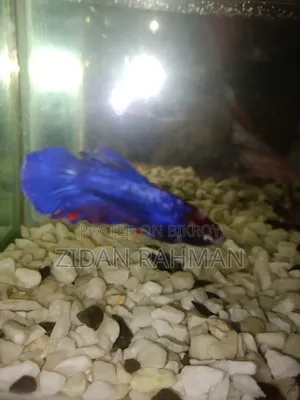 The fish is female