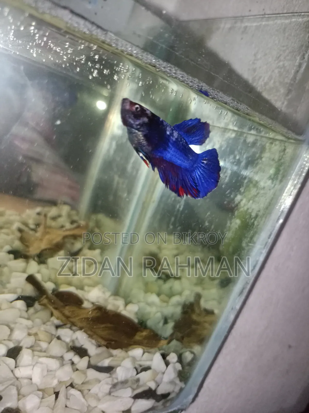 The fish is female