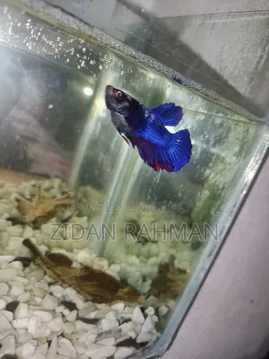 The fish is female