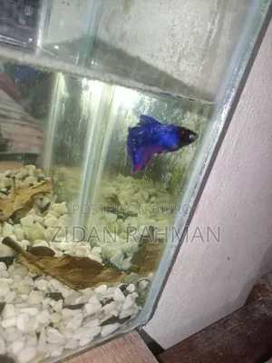 The fish is female