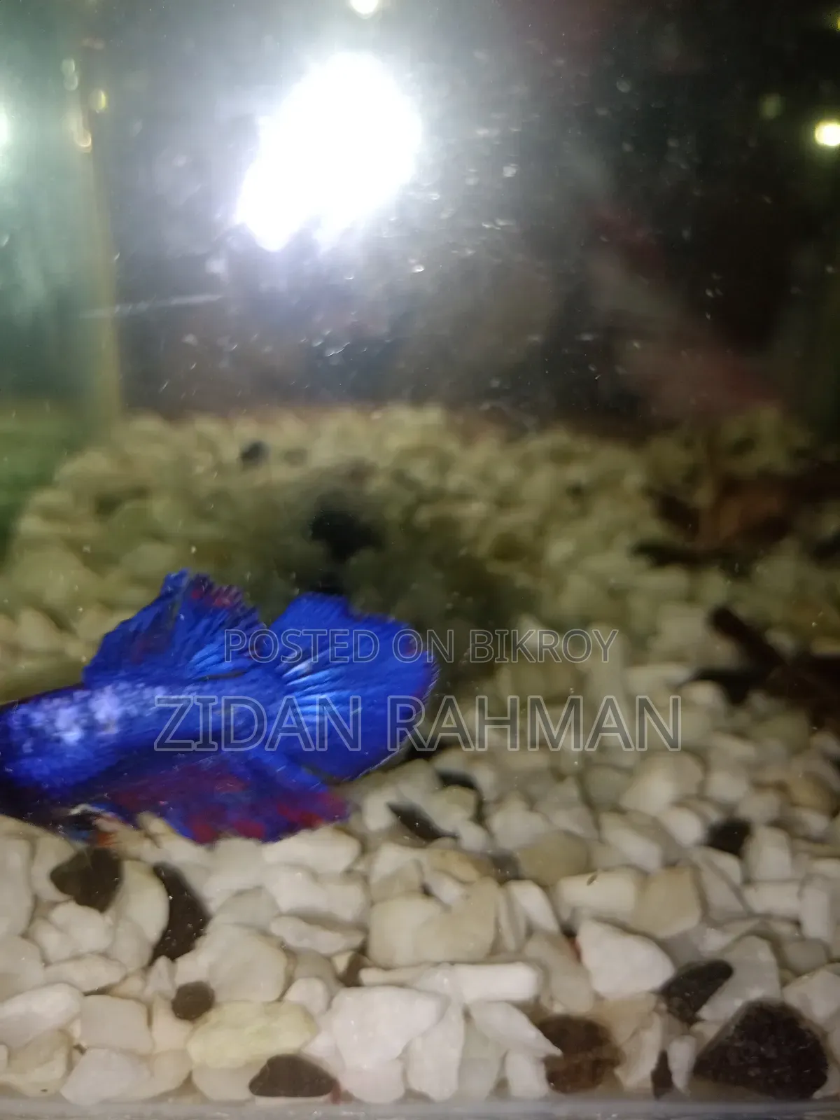 The fish is female