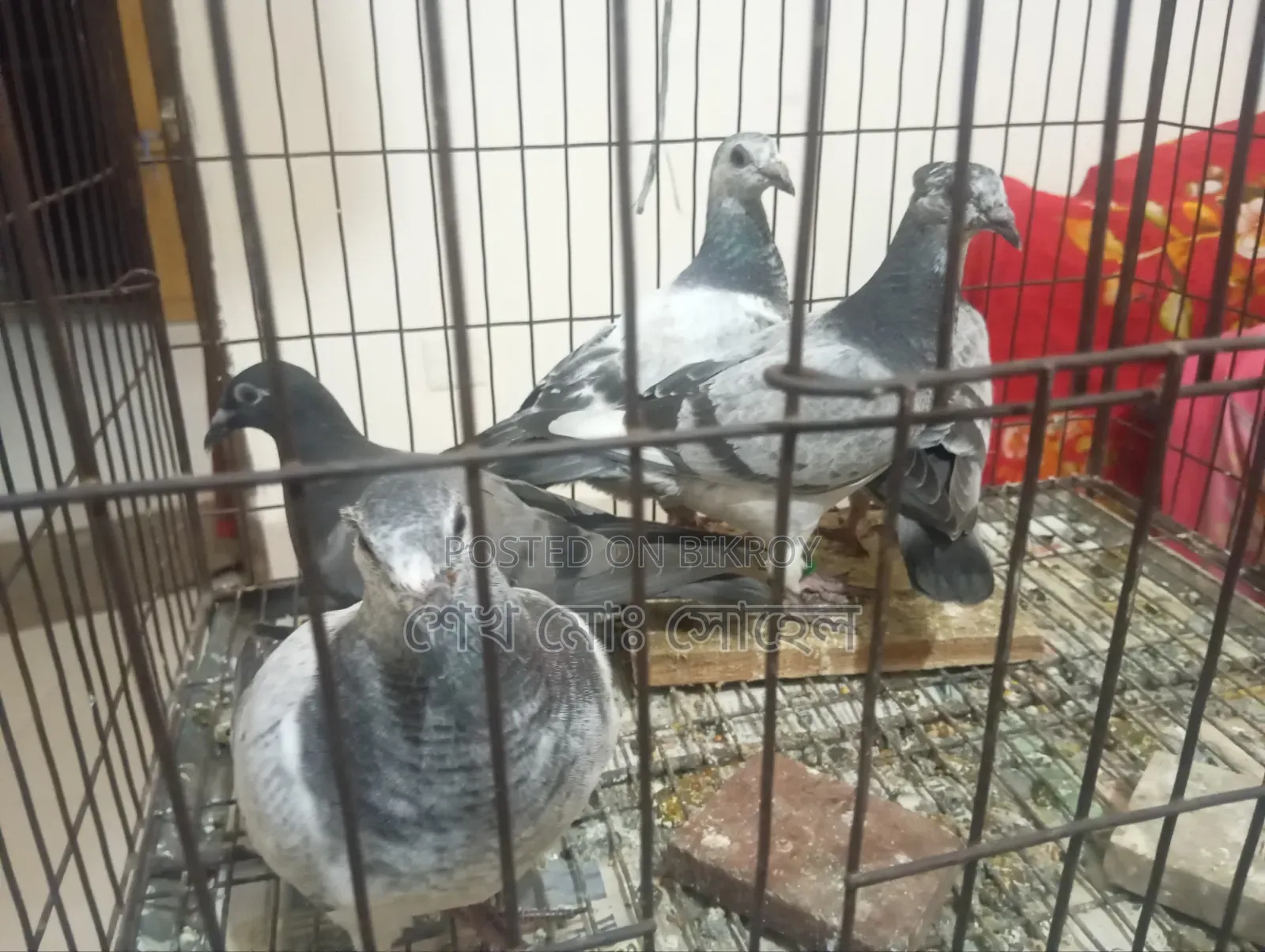 Afsan Grizzle Racer Chicks