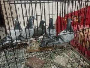 Afsan Grizzle Racer Chicks