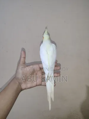 Full Tamed Cockatiel Bird