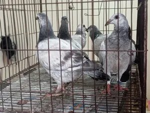 Afsan Grizzle Racer Chicks