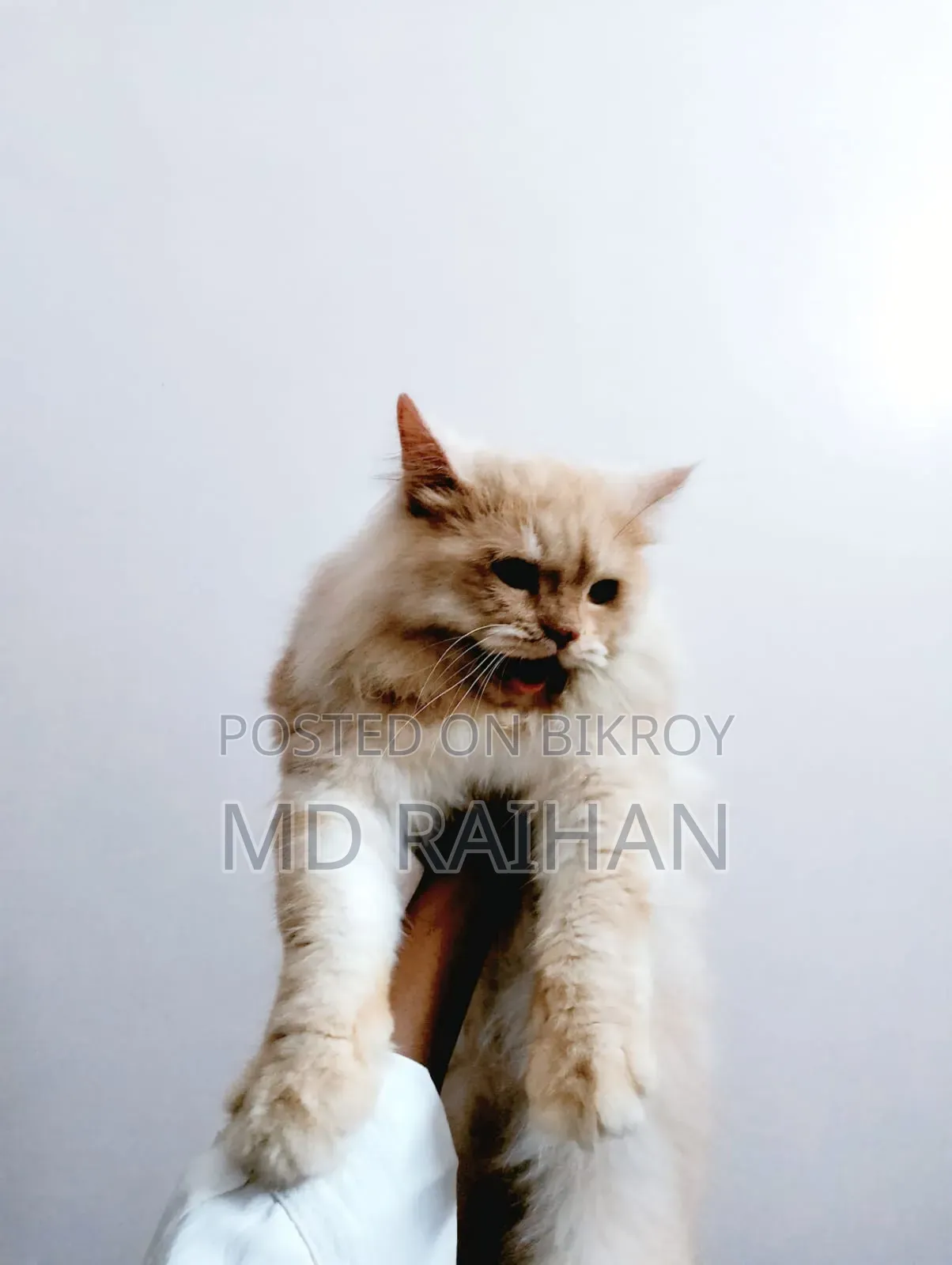 6-12 Months Female Purebred Persian Cat