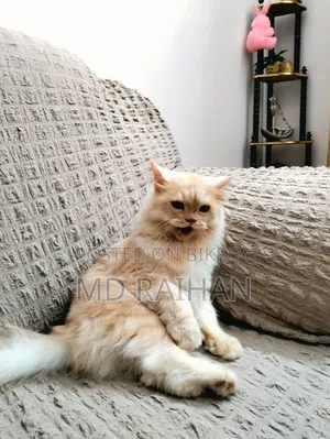 6-12 Months Female Purebred Persian Cat