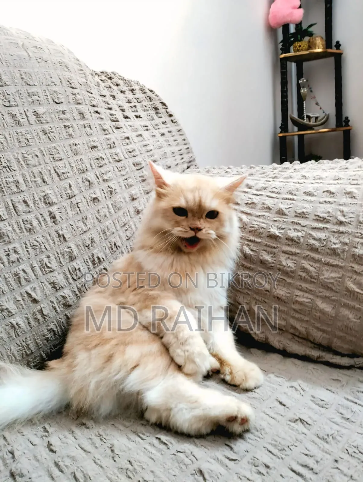 6-12 Months Female Purebred Persian Cat