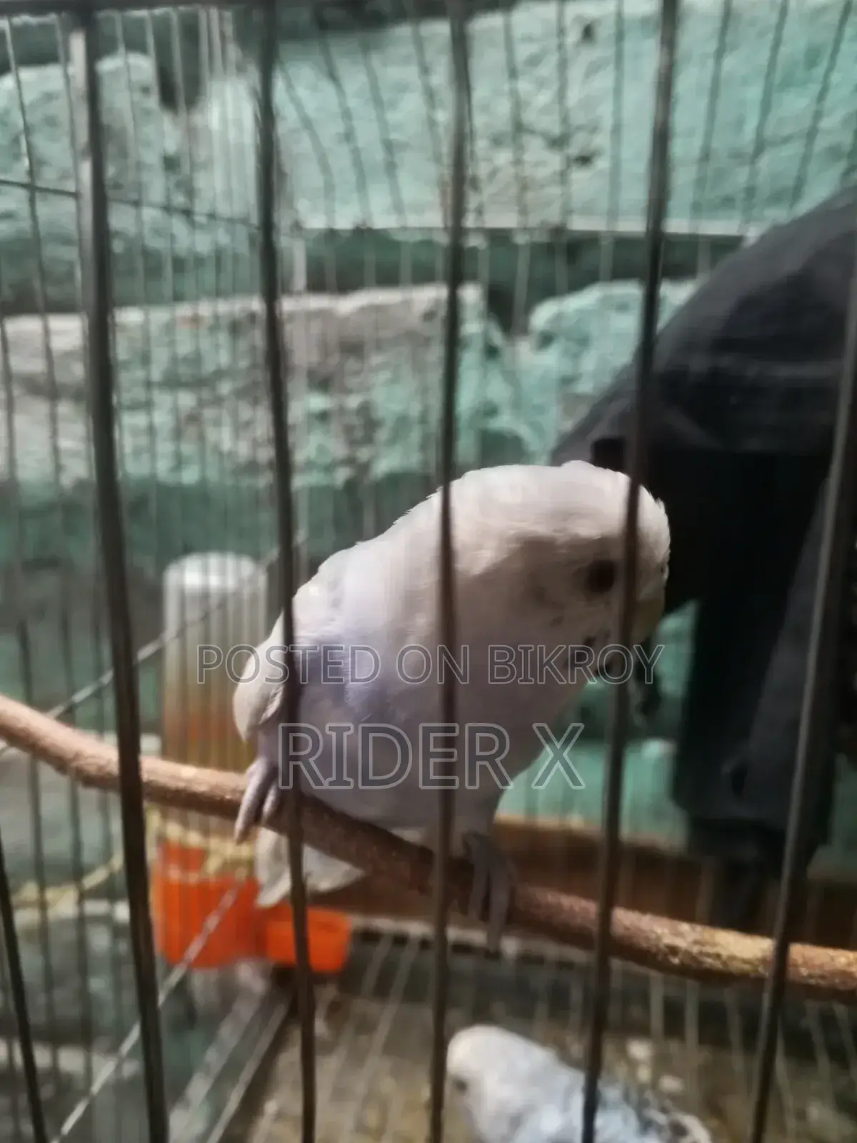 Birds for Sale