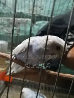 Birds for Sale
