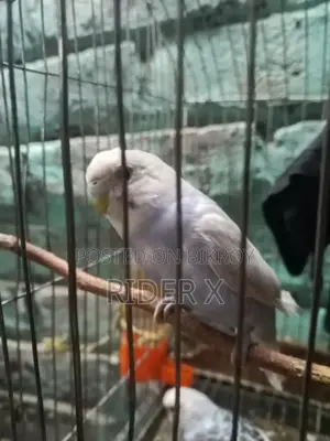 Birds for Sale