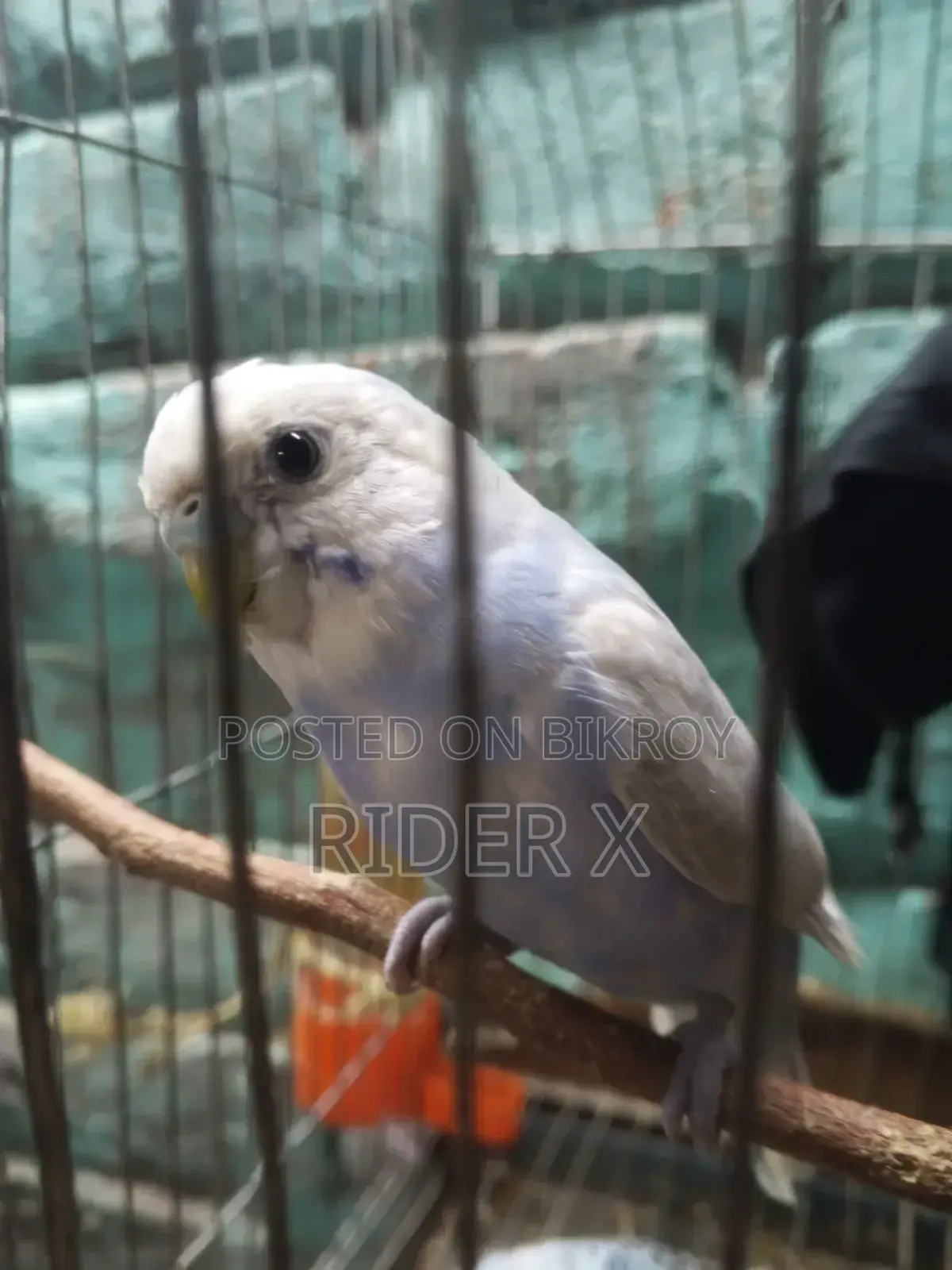 Birds for Sale
