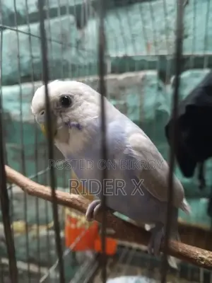 Birds for Sale