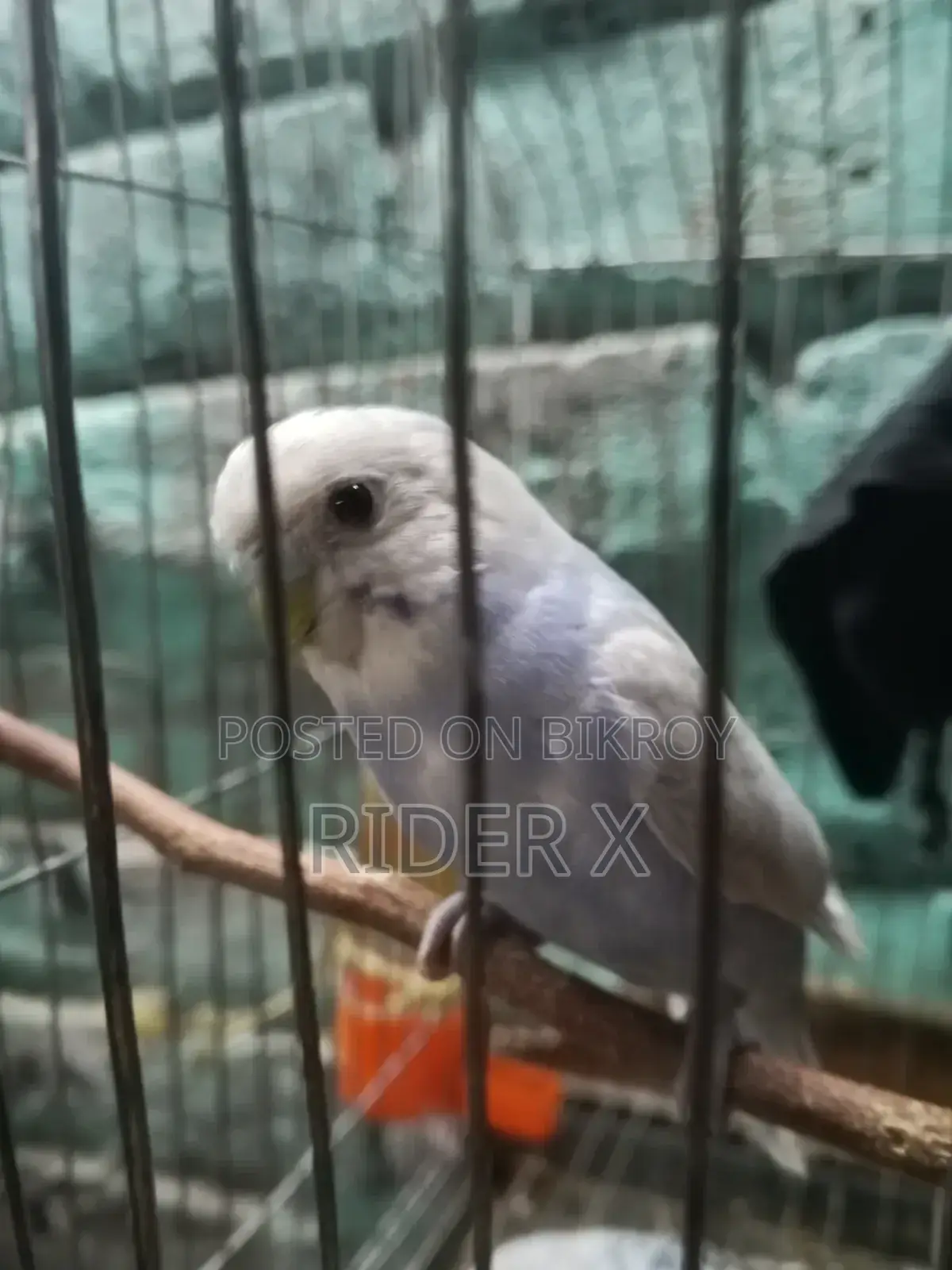 Birds for Sale
