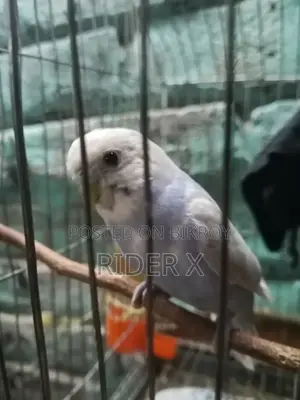 Birds for Sale