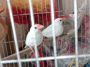 Albino Red-Eyed Java Sparrow Finches Pair