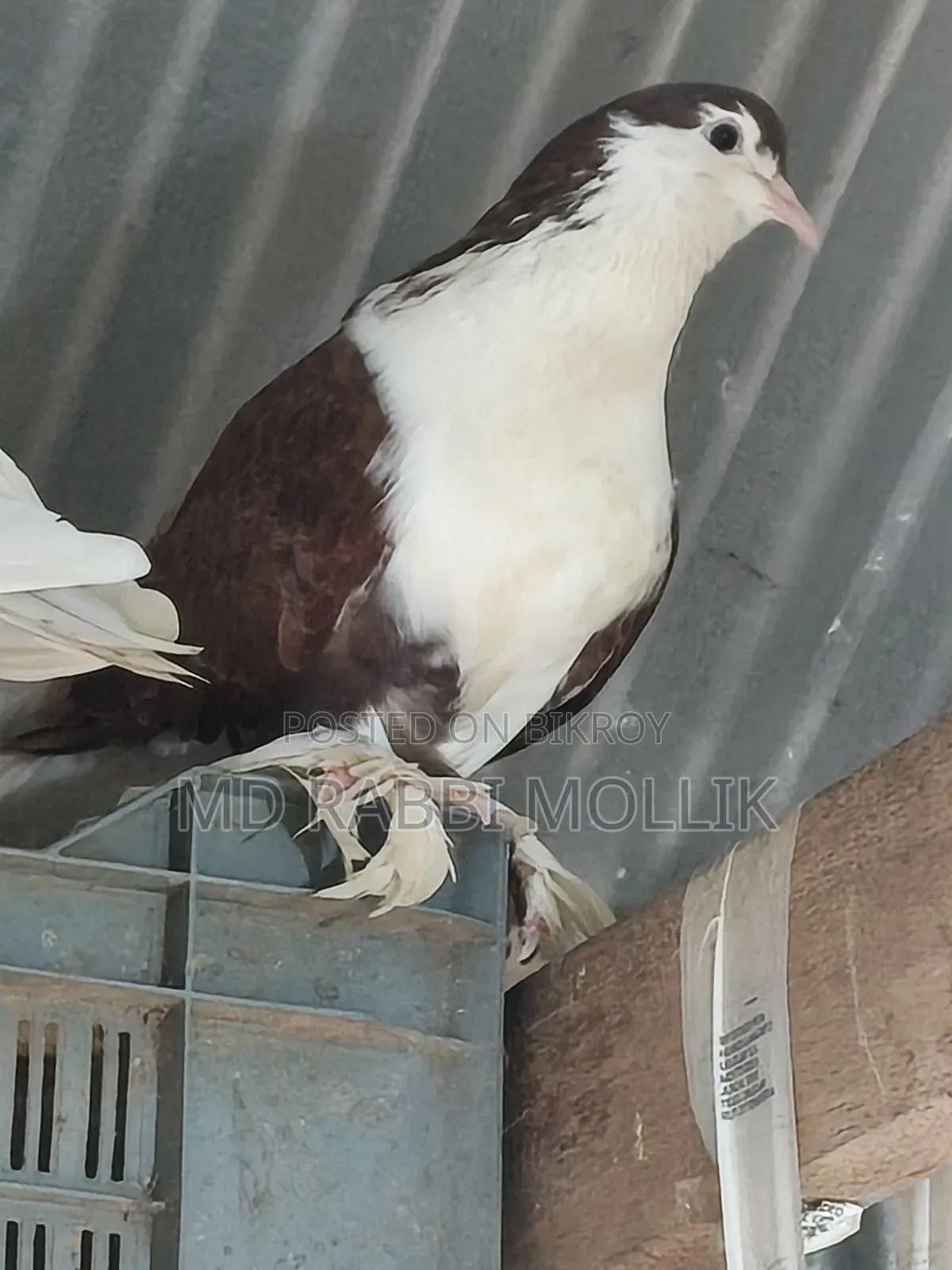Siraji Maya Pigeon