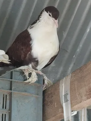 Siraji Maya Pigeon