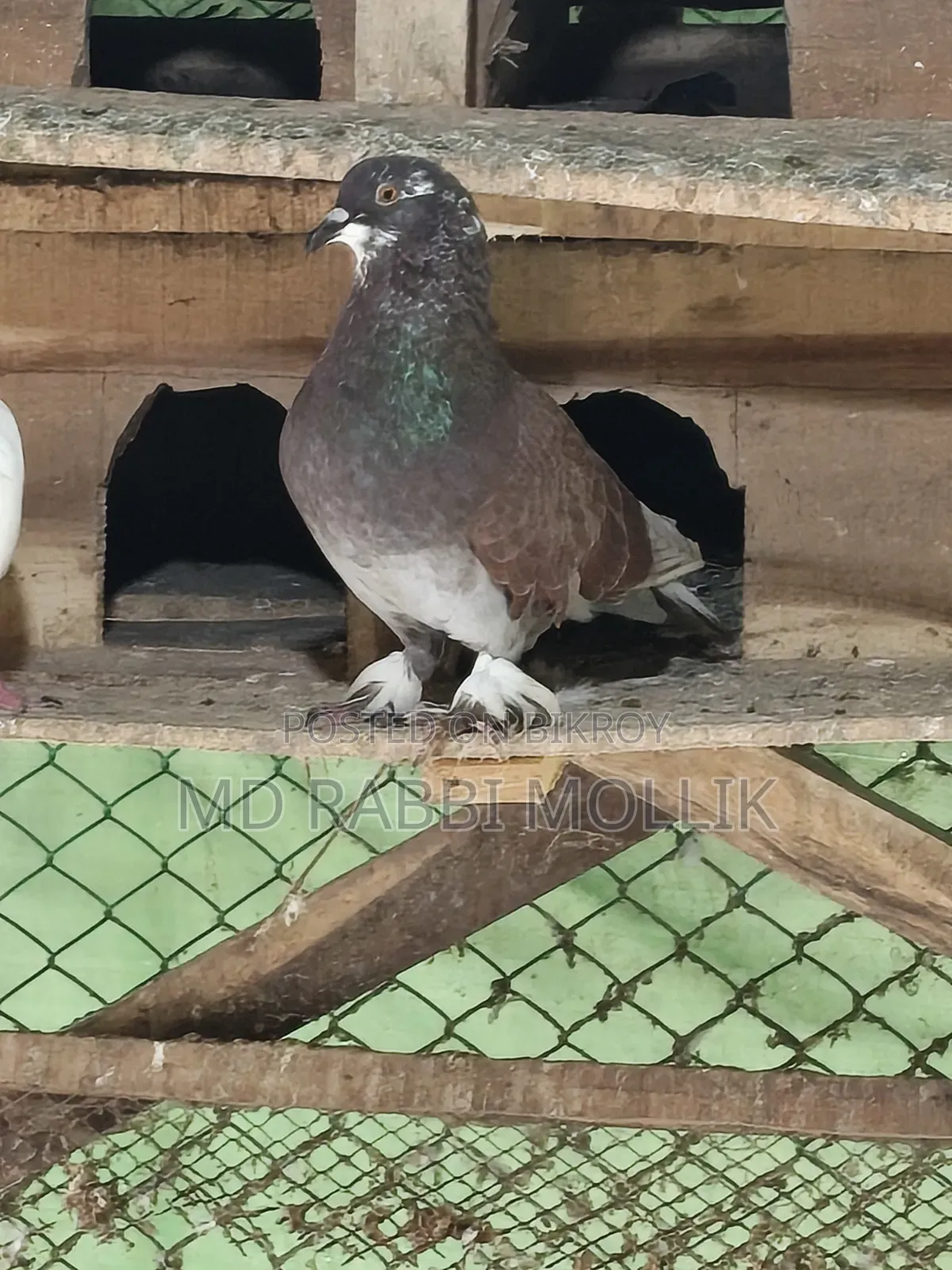 A pair of Shirazi cross pigeons for sale