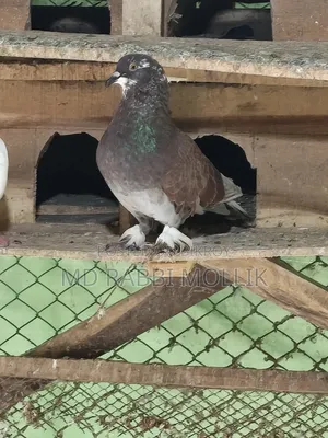 A pair of Shirazi cross pigeons for sale