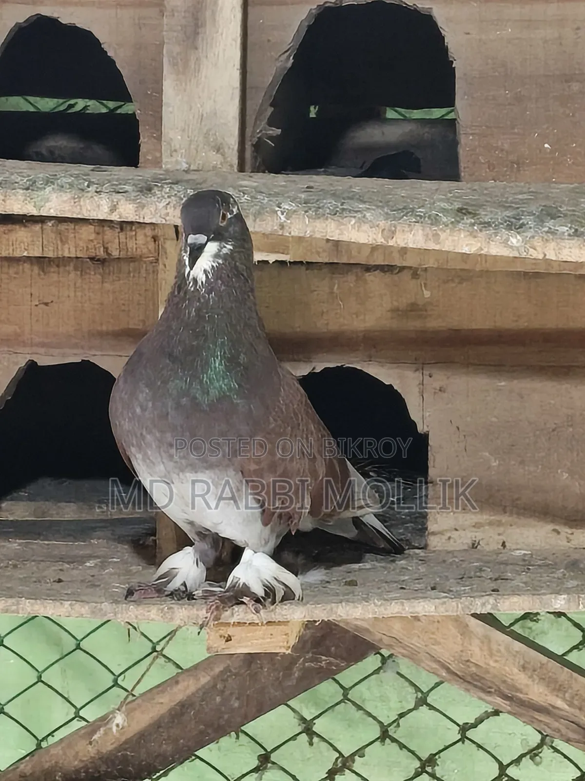 A pair of Shirazi cross pigeons for sale