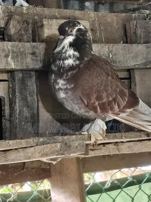 A pair of Shirazi cross pigeons for sale