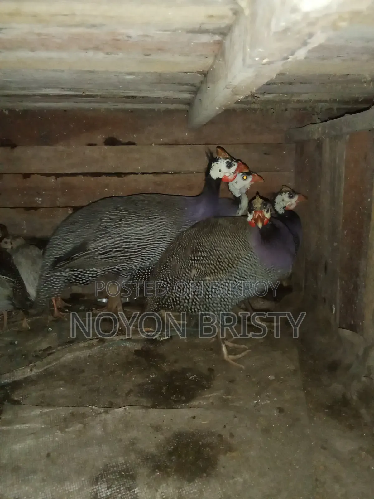 Running egg-laying Guinea fowl and chicken for sale