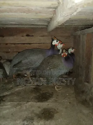 Running egg-laying Guinea fowl and chicken for sale