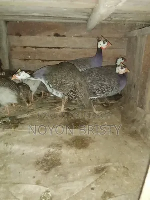 Running egg-laying Guinea fowl and chicken for sale