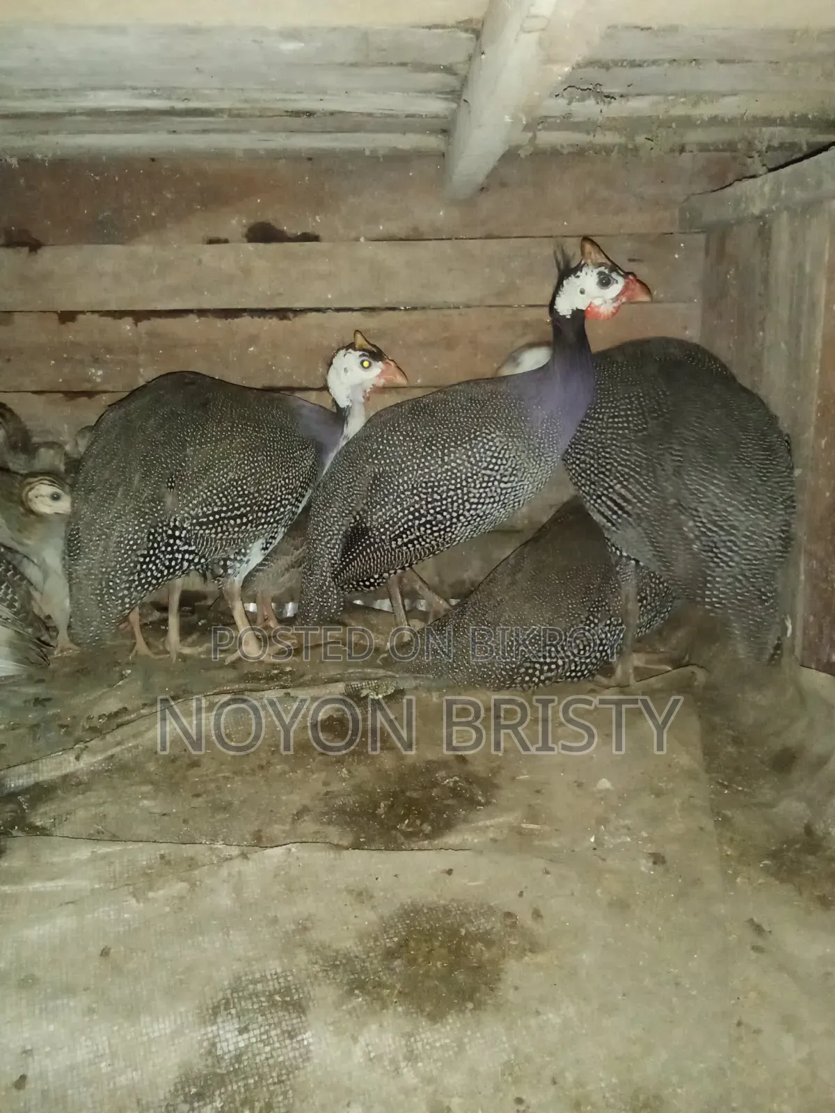 Running egg-laying Guinea fowl and chicken for sale
